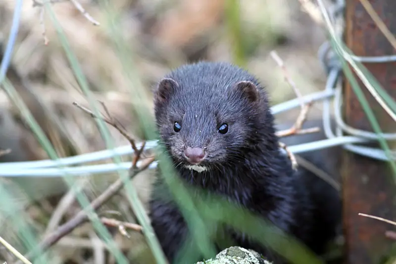american mink facts