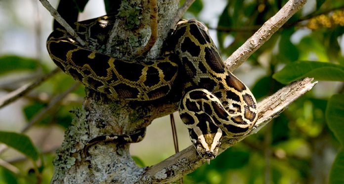 Burmese Python Facts | Anatomy, Diet, Habitat, Behavior - Animals Time