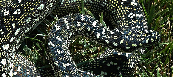Diamond Python Facts | Anatomy, Diet, Habitat, Behavior - Animals Time