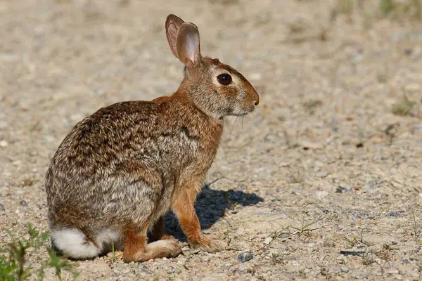Eastern Cottontail Rabbit Facts | Anatomy, Diet, Habitat, Behavior