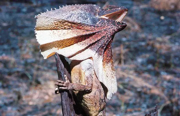 frilled neck lizard facts