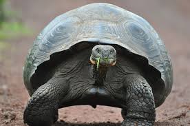 galapagos tortoise facts