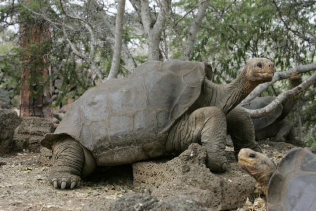 Galapagos Tortoise Facts | Anatomy, Diet, Habitat, Behavior - Animals Time