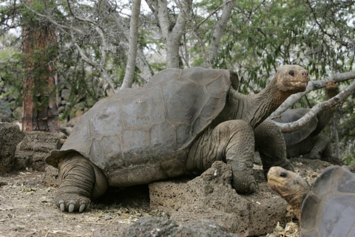 Galapagos Tortoise Facts | Anatomy, Diet, Habitat, Behavior - Animals Time