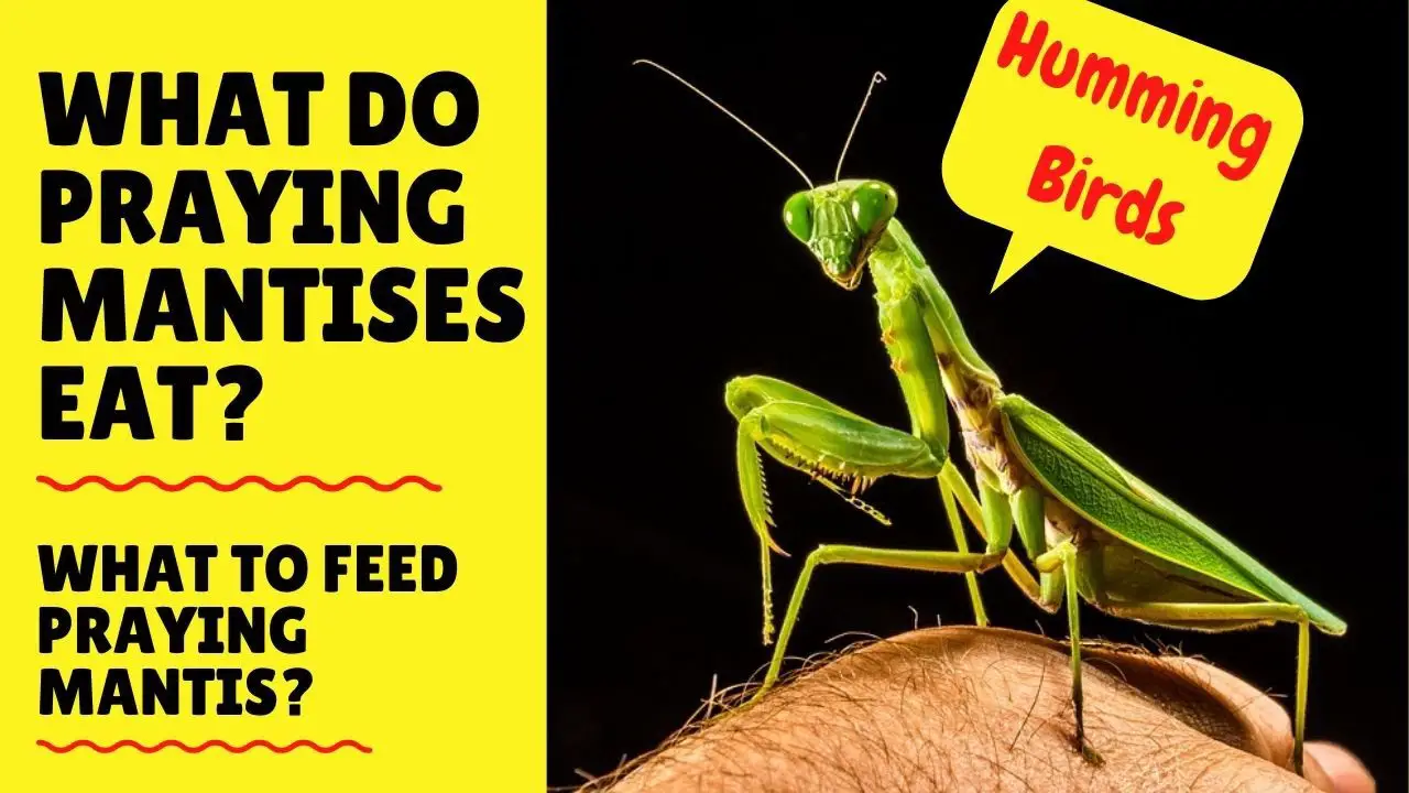 preying mantis care