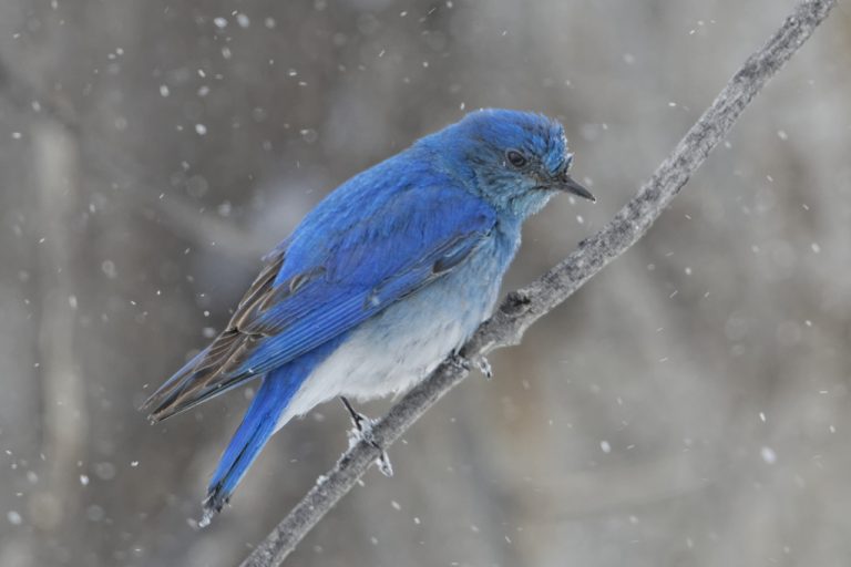 Mountain Bluebird Facts | Anatomy, Diet, Habitat, Behavior - Animals Time