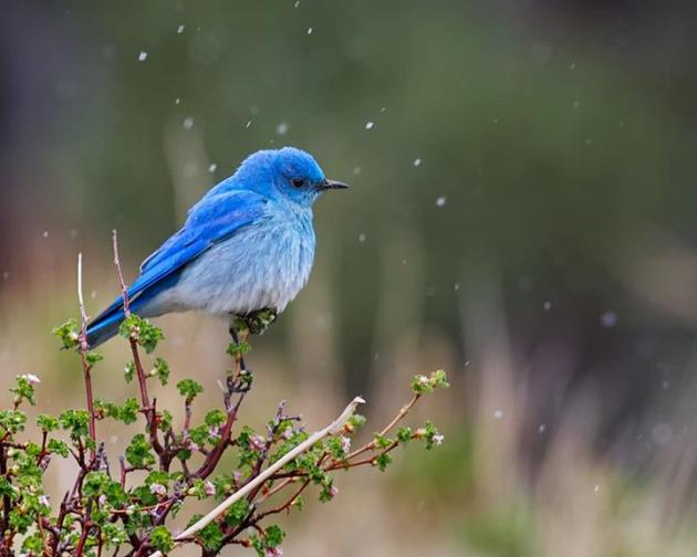 mountain bluebird facts