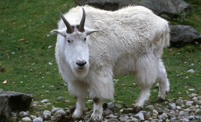 mountain goat facts