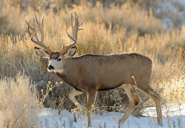Mule Deer Facts Anatomy Diet Feeding Behavior Animals Time