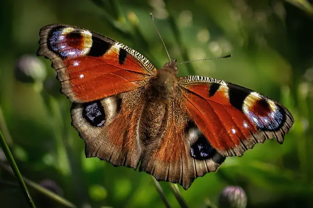 Peacock Butterfly Facts | Anatomy, Diet, Habitat, Behavior - Animals Time