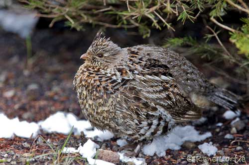 ruffed grouse facts