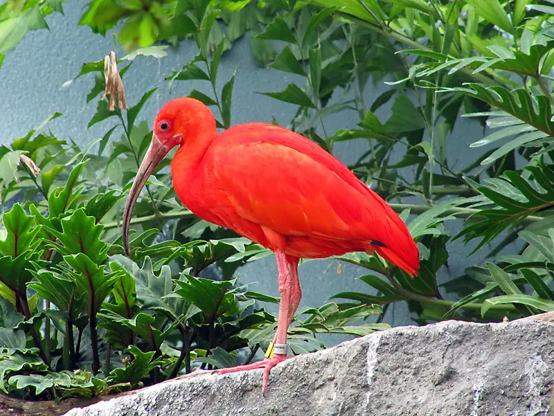 scarlet ibis facts