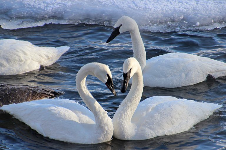 Trumpeter Swan Facts | Anatomy, Diet, Habitat, Behavior - Animals Time