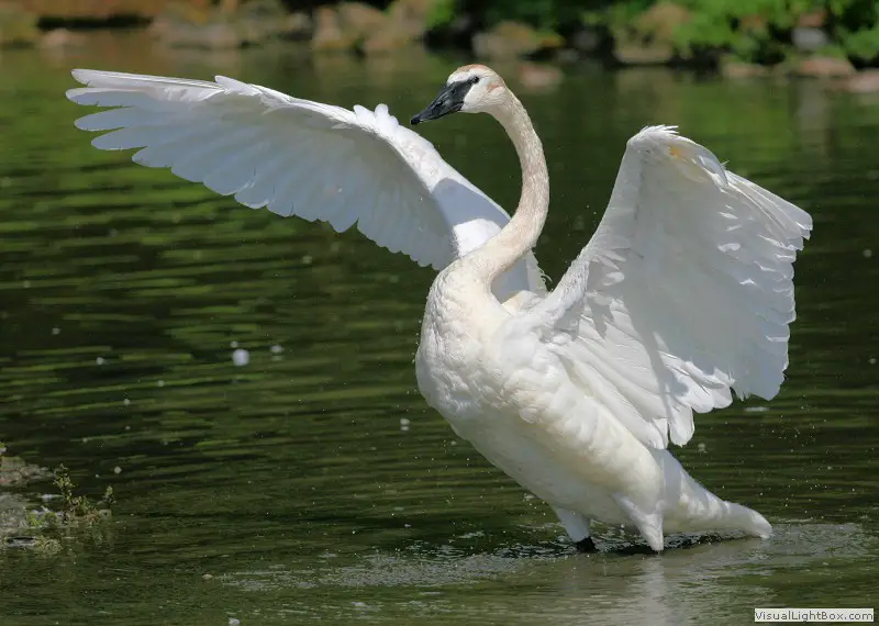 Trumpeter Swan Facts | Anatomy, Diet, Habitat, Behavior - Animals Time