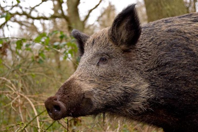 wild boar facts - Animals Time