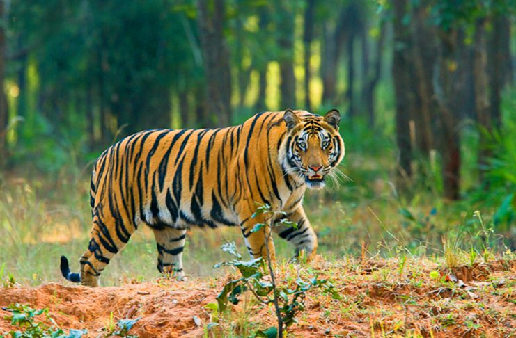 where do bengal tigers live - Animals Time