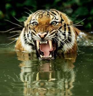 where do bengal tigers live