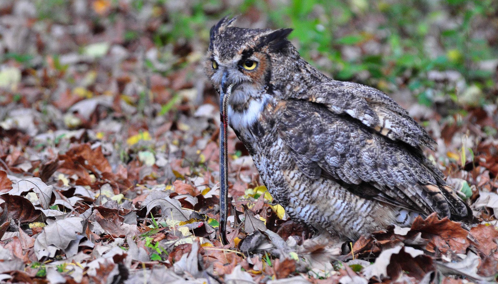 What Do Great Horned Owls Eat Great Horned Owls Diet And Feeding Behavior