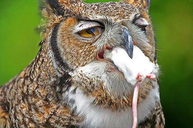 do powerful owls eat dogs
