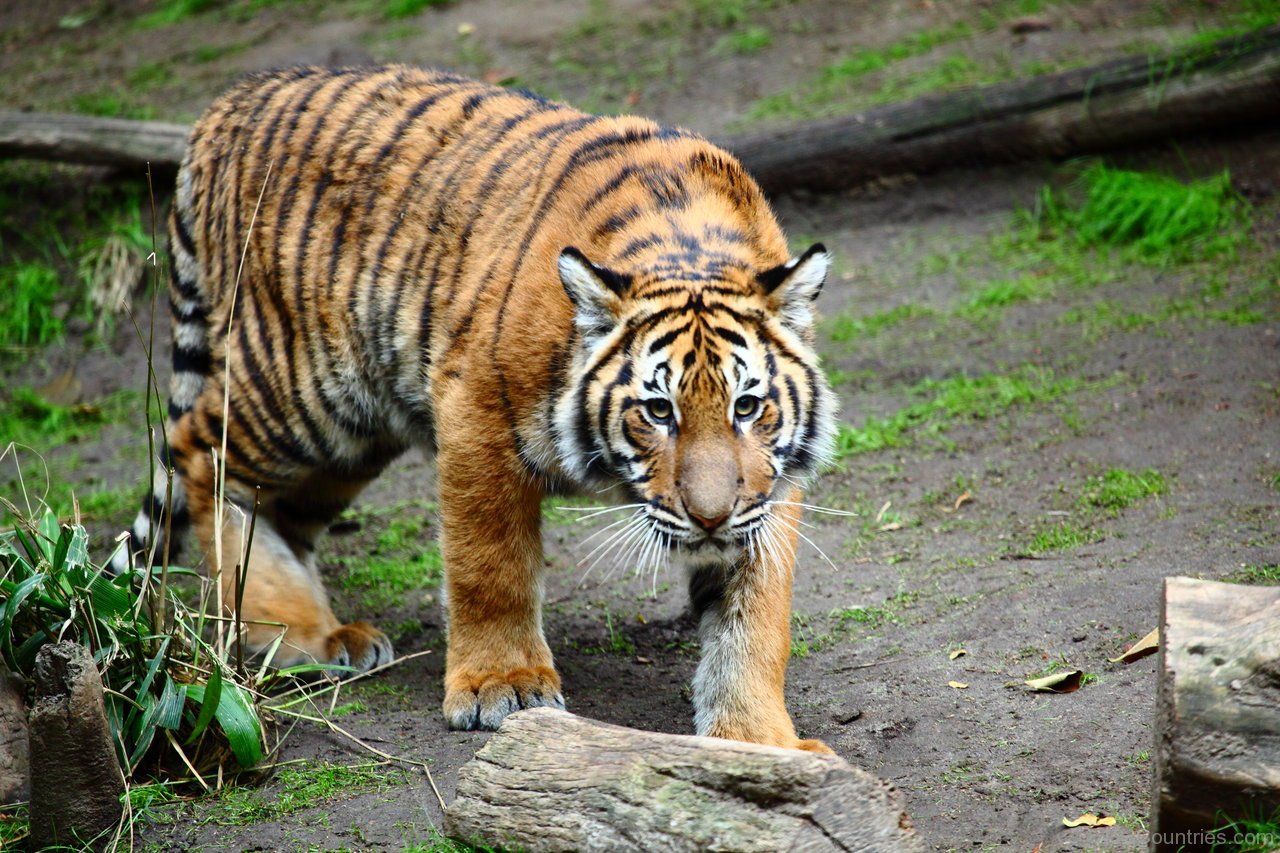 Where Do Tigers Live | Tigers Habitat and Range