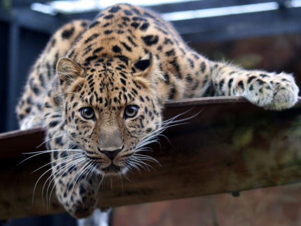 Snow Leopard - Facts, Diet, Habitat & Pictures on