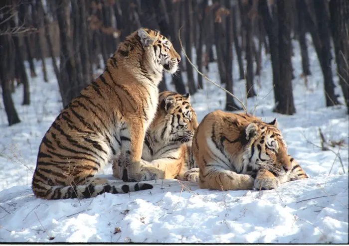 Siberian Tiger Habitat A Tiger In Its Natural Habitat