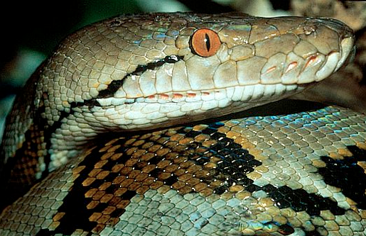 reticulated python facts - Animals Time