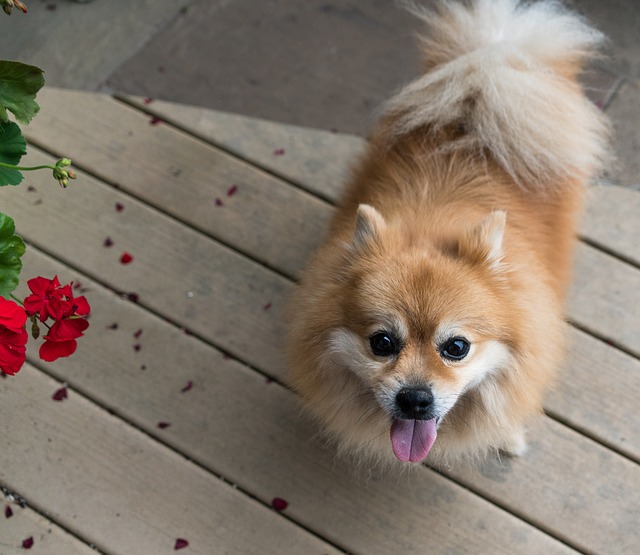 Keeping your Dog’s Coat Shiny All Year Round