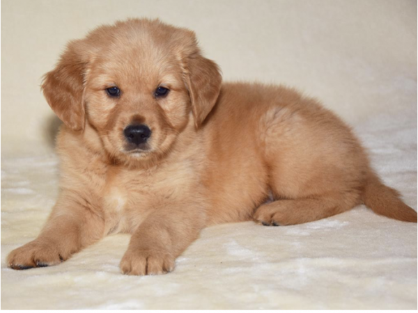 cost of puppy golden retriever