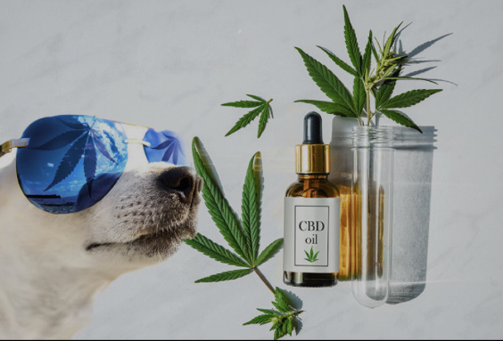 CBD OIL FOR ANXIETY: CAN IT CALM YOUR ANXIOUS DOG?