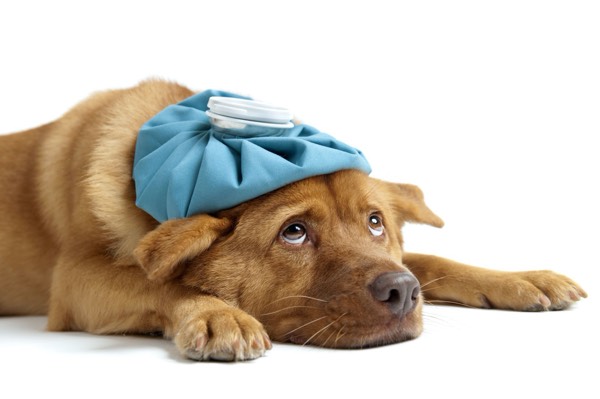 Pet Nutrition: How To Manage Dog Diabetes