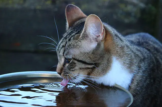 How Do Cats Drink?