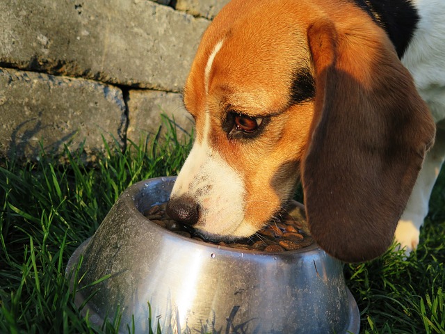 How Important is Fiber in Your Dog’s Diet?