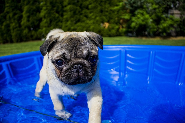 Best Ways to Identify the Top Dog Pools