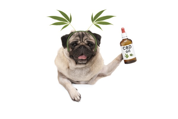 CBD Oil For Dogs: Can It Be Given To Your Pet?