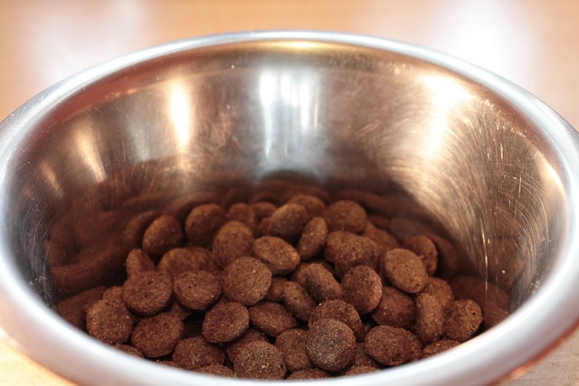 Why Fresh Dog Food is Such a Good Choice