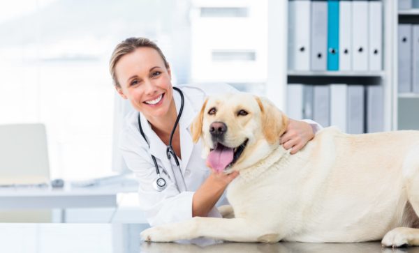 Top 6 Unusual Dog Behaviors That May Require a Visit to the Vet