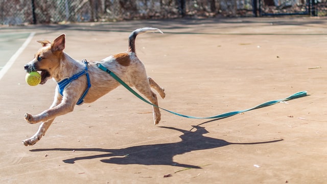 Are Dog Harnesses Better Than Collars?