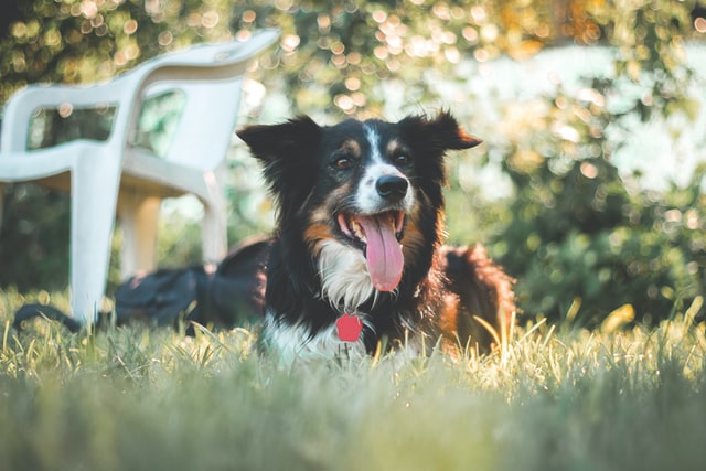 How To Keep Your Pooch Comfortable During A Hot Summer