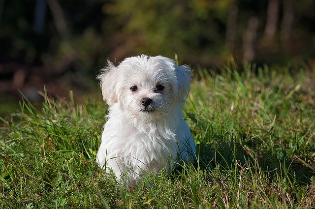 7 Puppy Training Basics to Get Started With Right Away