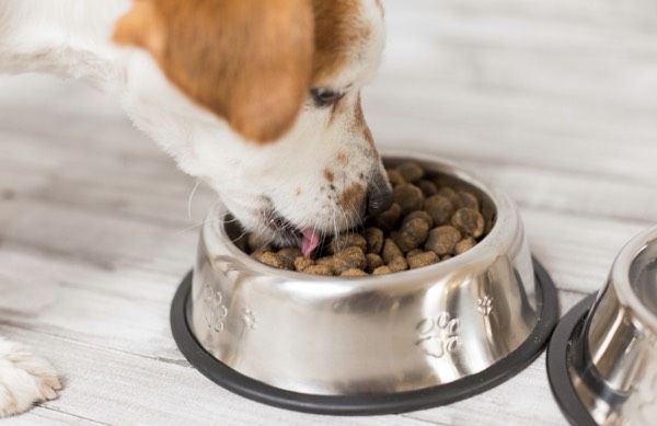 5 Keys to Your Dog Nutrition