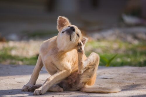 brown dog scratching itself, self hygiene in wildlife of an abandoned bummer