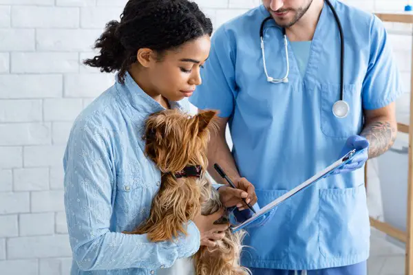 African American client holding Yorkshire terrier dog and vet doctor in animal hospital