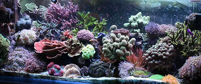 4 Basic Needs To Keep Your Coral Reef Tank Flourishing