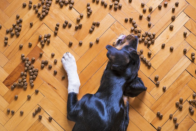 dog overeating