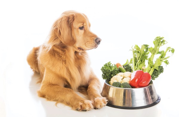 Cooking for Your Dog: Top 4 Homemade Recipes for Your Dog