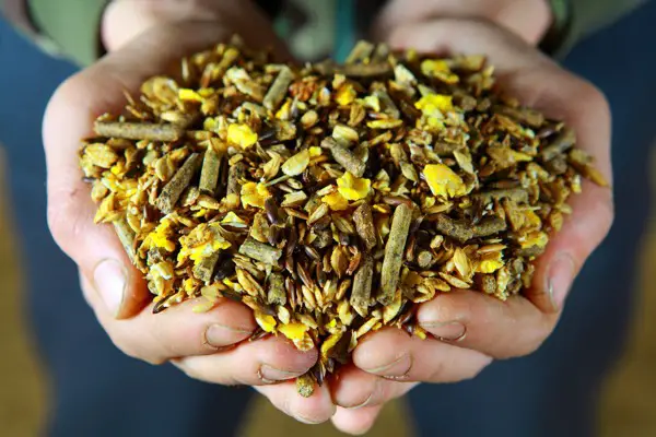 feed for horses in the hands of groom