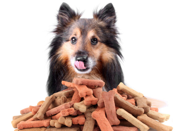 What Are Bully Sticks?