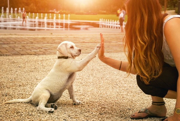 Great Reasons To Attend Dog Training When Owning A Puppy