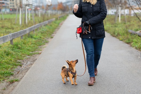 Five Unique Gifts to Surprise any Dog Owner